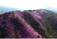 강화 고려산 진달래축제·북산 벚꽃길축제…봄 정취 속 성황리 개최